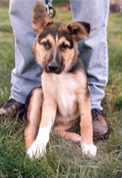 Tripawds founder Jerry as a puppy