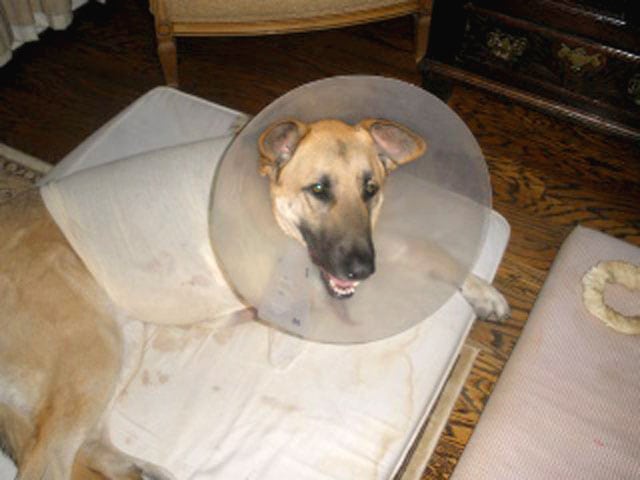 Three legged Sherpherd Dakota after amputation surgery