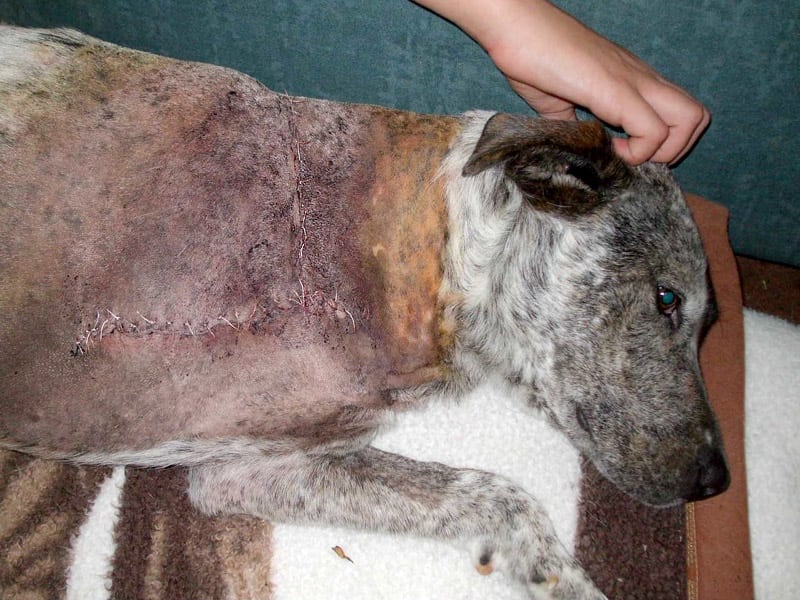 Three Legged Aussie Dog Rage after Amputation Surgery