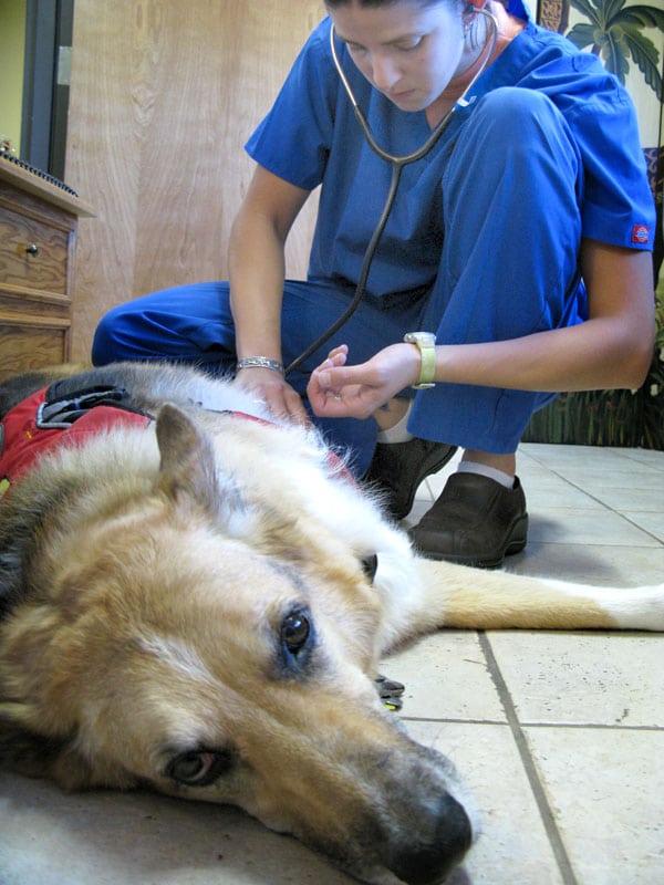 veterinary technician with Tripawd Jerry