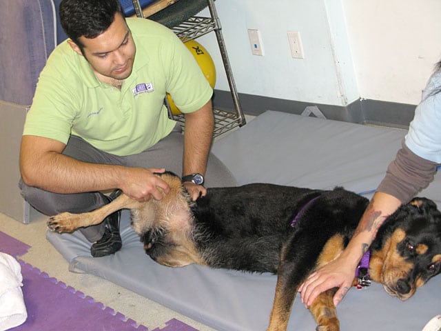 Rehab Care for Rear Leg Tripawd Lucy
