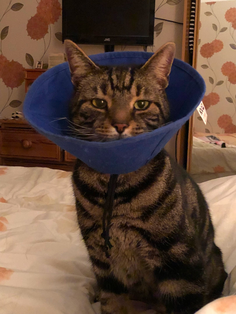 Tripawd cat Cyprus wearing the cone of shame during amputation recovery.