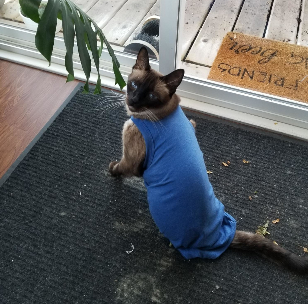 cat recovery suit