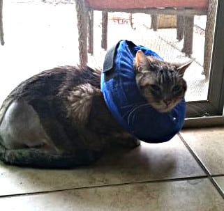 tripawd, cat, three-legged, amputee, post-op