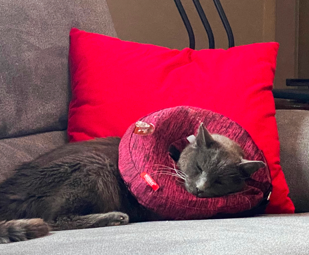 Three legged older cat Jack, with recovery cone after amputation surgery.