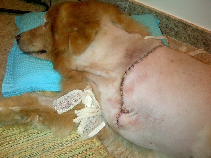 Dog amputation incision