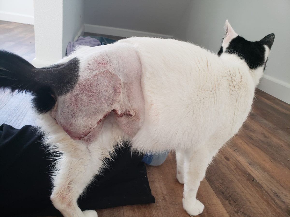 Tree legged cat incision after amputation surgery