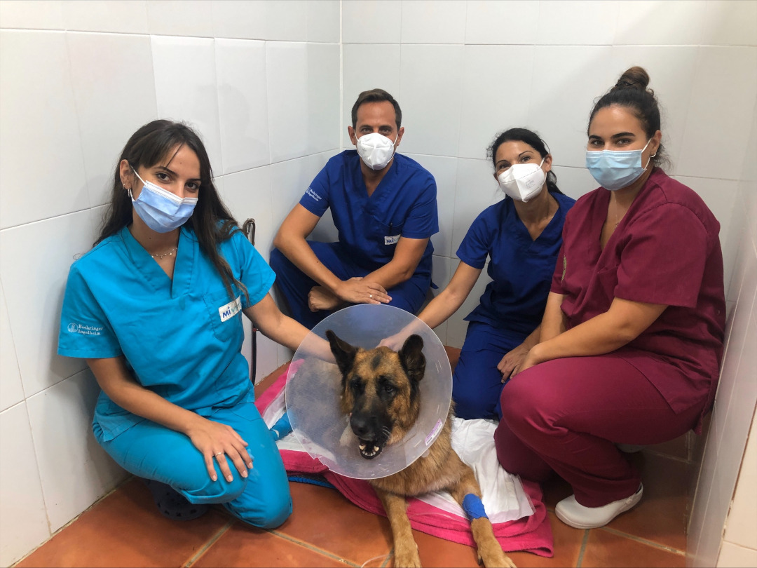 German Shepherd amputation recovery