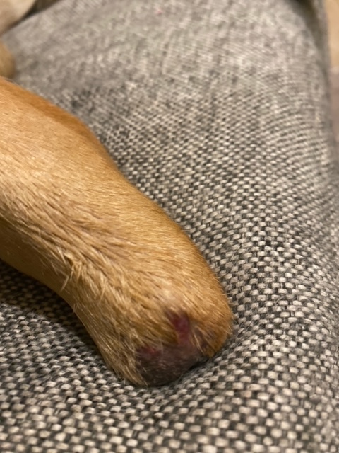 full or partial leg amputation dogs and cats