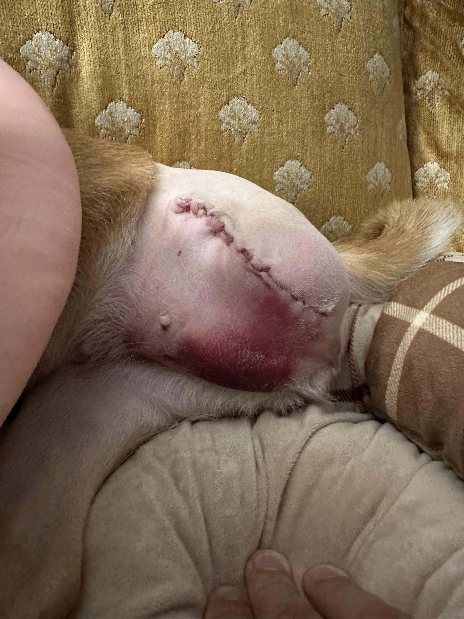 Willow's post-amputation bruising at the 9incision.