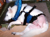 White Shepherd Timber Rear leg Amputation Recovery