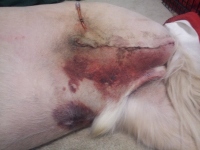 Surgical Incision Drain