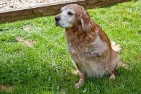 Golden Retriever Jewel Post Amputation Sutures