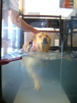 Chuy on Canine Hydrotherapy Treadmill