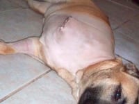 three legged dog zoey after amputation