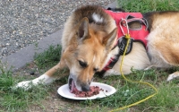 Jerry eats buffalo meat