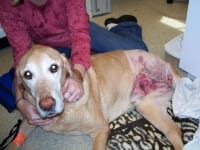 three legged dog jake amputation surgery scar