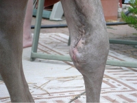 Daniella Weimaraner Osteosarcoma Amputation Recovery