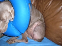 Daniella Weimaraner Osteosarcoma Amputation Recovery