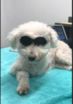 Findley Laser Therapy