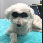 Findley Laser Therapy