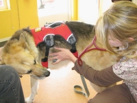 Dr. Mullins listens to lungs during dog cancer checkup