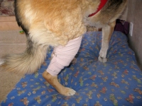 Ace Bandages are not made for dog legs.