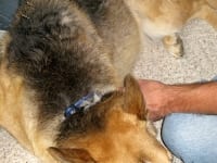 Jerry Dog gets Accupuncture in Durango