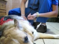 Canine cancer check up by Monique for Jerry