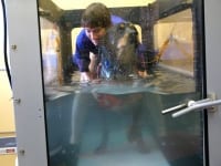 Hydrotherapy for Three Legged Rottweiler Max at Santa Fe vet Cancer Clinic