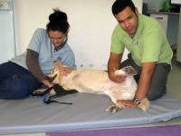 Rehab Therapy for for Lobo at CARE