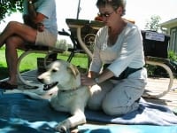 Dog Massage for Tripawd Spree