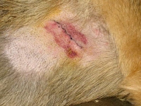 Wyatt's Unknown Lump Removal Biopsy Scar