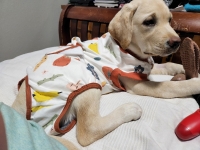 3-legged puppy Cora Jean