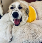 Bandit Great Pyrenees Tripawd Post Amputation Surgery