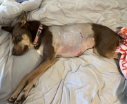 dog lung mets removal  incision