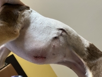 dog lung mets removal  incision