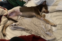 Whiskey after amputation surgery