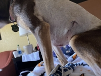 dog lung mets removal  incision