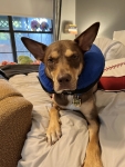 Whiskey after amputation surgery