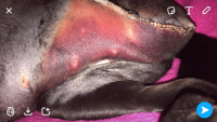 BaileyBruise