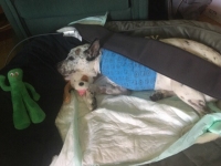 Banksy Using BEMER therapy