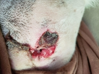 Bella Incision Problem