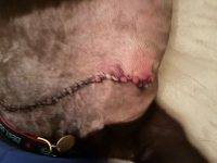 Labrador Amputation Incision