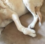 Canine synovial myxoma tumor