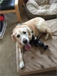 Bridget's new leg
