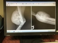 Feline Osteosarcoma Tumor