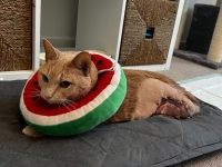 ChancellorSanguinetti