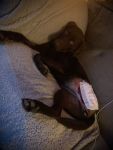 Cheeky Coco Tripawd Chocolate Lab