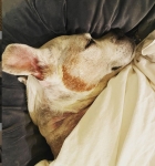 Cookie in Amputation Recovery